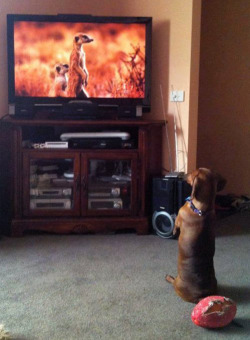 tastefullyoffensive:  He really gets into his shows. [x] 