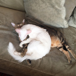pangur-and-grim: Grim puts up with so much