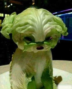 jinn0uchi:   pau1y:  sad lettuce dog  oh come on now youre getting