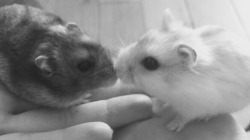 Hamsters!!!
