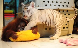 allcreatures:   A two and a half month old white Bengal tiger