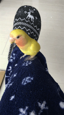 parrot-post:  When it comes to Piper, this is the only kind of