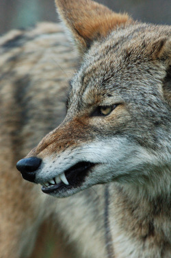 wild-diary:  Snarl | Matt Knoth 