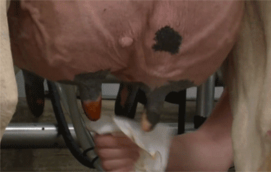 loveudders:  Old udders