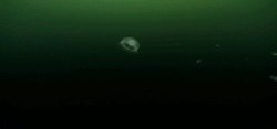 chalkandwater:  Moon jellyfish (Aurelia aurita) gather in huge