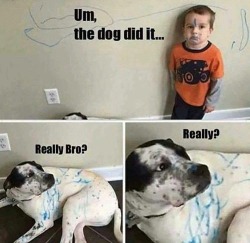 7jokess:   Who’s Guilty Now? 😂🐶👶  https://goo.gl/ThTBo2