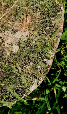 vashtic:  Intricate Lace: Remnant of a Leaf