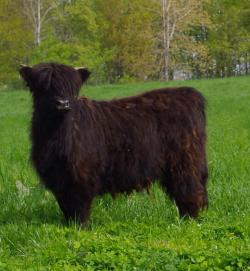 hughhighlander:  Sheep dog coo. 