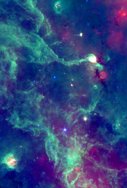 thebrightorion:  Cygnus X Stardust 