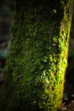 neptunesbounty:  moss bark highlights by Nate Parker Photography