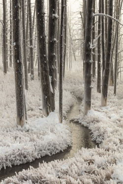 americasgreatoutdoors:Take a walk through a winter wonderland
