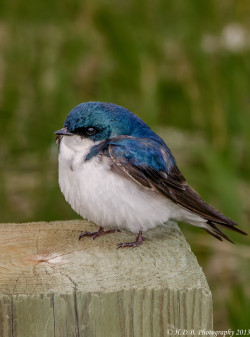 fat-birds:  Puffy by Harold Begun on 500px.