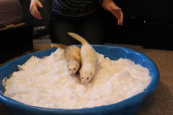 the-raw-ferret:  theperksofbeingaferret:  Playing the snow. It