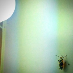 #newroommate #bug #insect