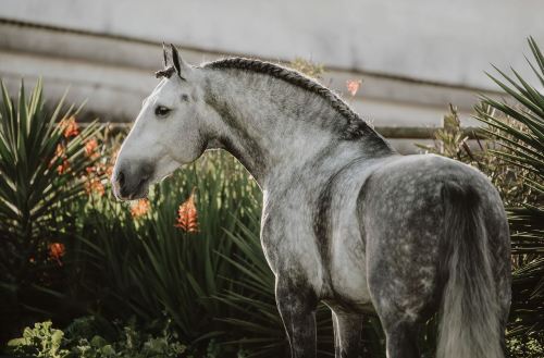 horsesarecreatures:Lusitano Stallion