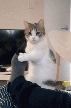 tkr:(via 3iugnvM.gif (GIF 画像, 250x380 px)) 