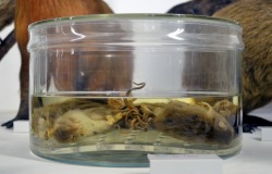 thefancywalrus:  A preserved “Rat King”. Rat kings are phenomena