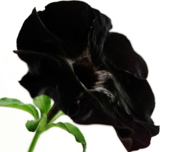 serenepristine:  BLACK/DARK FLOWERS for all my little goth friends: