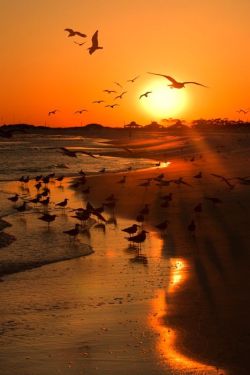 crescentmoon06:  Sunset birding by Nathalie Charbonneau 