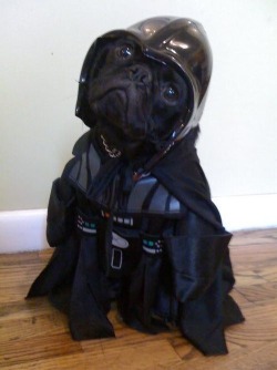 unscrupulousbastard: Darth Puppy, is not amused. My heart is