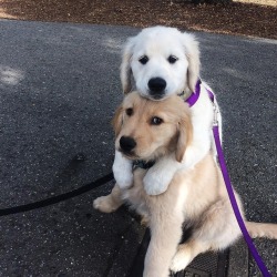 awwww-cute:  You can’t run away from hug of love lovely dogs