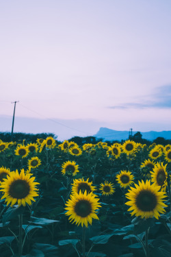 mpemasani:sunflowersphoto by mahi