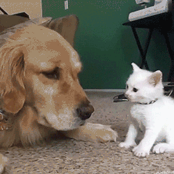 nwmonkeygirl:  come on!!!!! play with meeeeee!!! ~mg