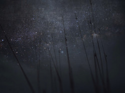 forbiddenforrest:  Starry by BLACK EYED SUZY on Flickr.