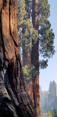 amazinglybeautifulphotography:Sequoia National Park. These trees