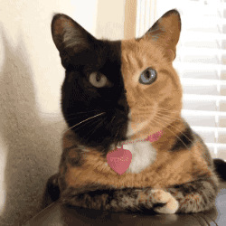gifsboom:  [venustwofacecat] [video]