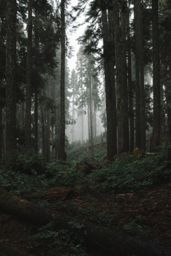 sayazurii:  Max Krubsack - Dark Forest Source: 500px.com 
