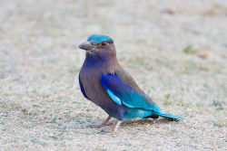 cool-critters:  Indian roller (Coracias benghalensis) The Indian
