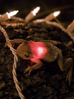 awkwardsituationist:  photo by james snyder of a cuban tree frog