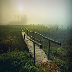 woodendreams:  (by Marius Kastečkas)