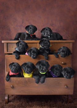 cuteanimalspics:  Meet our litter of eleven puppies about to