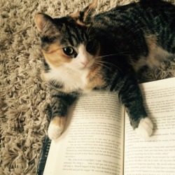booksmusiclove13: Every time I turn the page, she tries to catch
