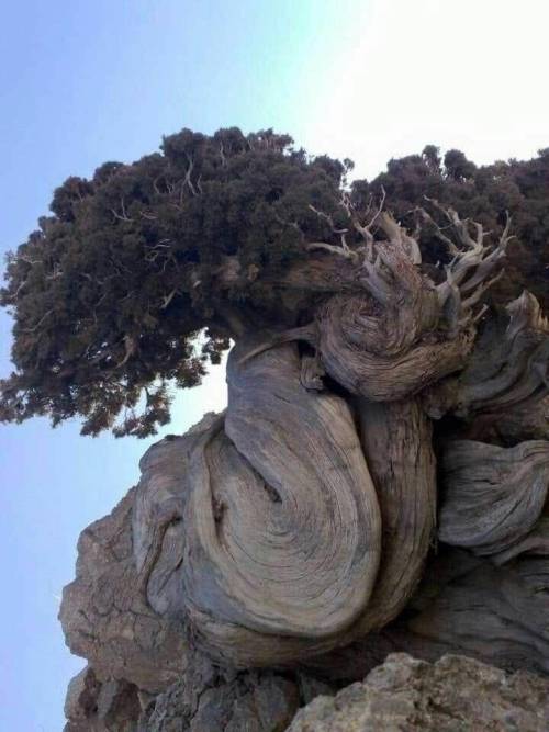 yourreddancer:  Oldest bristlecone pine. Verified to be 4852