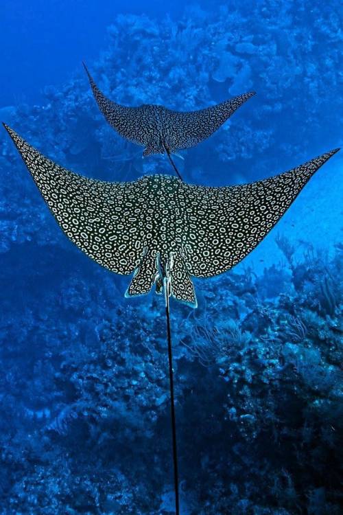 blondebrainpower:  Spotted eagle rays in Belize.