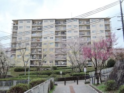 tamazo2:  花山東団地（1976〜84）の桜 兵庫県神戸市北区花山東