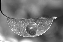 obscured-route:  A spider fixing a leaf (Bertrand Kulik)