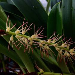 indefenseofplants:  Bulbophyllum cocoinum - hinted at by the