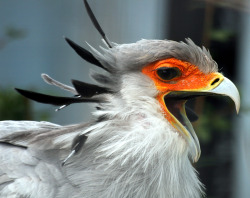 GAH. Why have i not previously realized that secretary birds