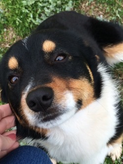 actualdogvines:  This is Augie!!! He’s a AussiexCorgi mix and