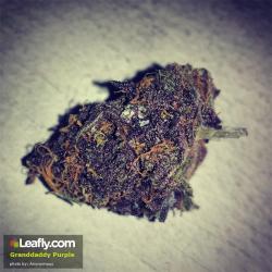 theheroicchemist:  Granddaddy Purple, nicknamed GDP is an indica