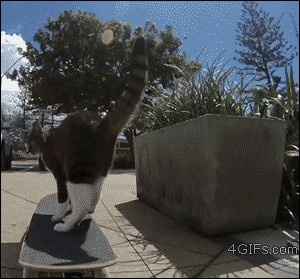 4gifs:  Cat shreds. [video]