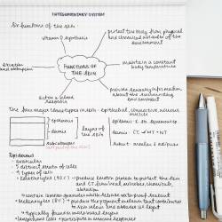 studyallure:  Integumentary system review. Remember, making your