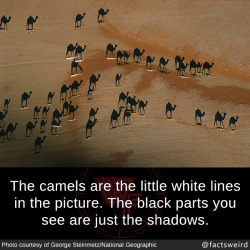 mindblowingfactz:  The camels are the little white lines in the