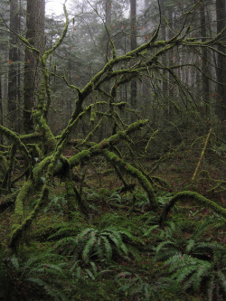 90377:  IMG_2492 by AncientForests on Flickr. 