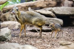 end0skeletal: This baby Java mouse-deer was born at Natura Artis
