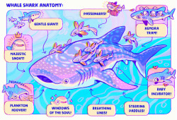 fabula-ultima:  Anatomy of the majestic snout of the seas ~